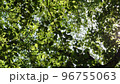 公園で、寝っ転がって見た、自然の世界。木漏れ日が最高。 96755063