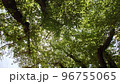 公園で、寝っ転がって見た、自然の世界。木漏れ日が最高。 96755065
