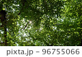 公園で、寝っ転がって見た、自然の世界。木漏れ日が最高。 96755066