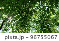 公園で、寝っ転がって見た、自然の世界。木漏れ日が最高。 96755067