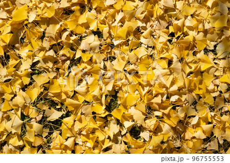 地面を敷き詰める黄色い銀杏の落葉 96755553