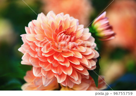 花 フラワー お花 96755759