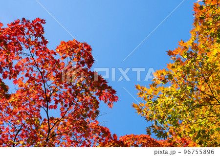 色づく樹林と快晴の空のコピースペース 色づく樹林と快晴の空のコピースペース 96755896