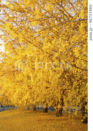 朝日を浴びるイチョウの黄葉 静かな風景 移り行く秋 祖父江町 朝日を浴びるイチョウの黄葉 静かな風景 移り行く秋 祖父江町 96755960