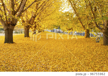 朝日を浴びるイチョウの黄葉　静かな風景　移り行く秋　祖父江町 96755962
