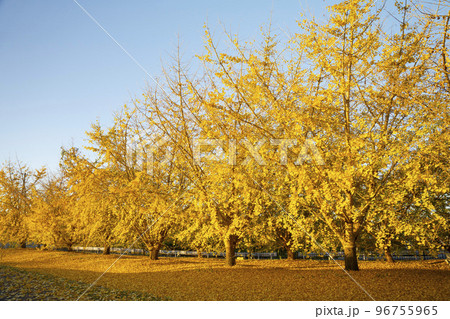 朝日を浴びるイチョウの黄葉 静かな風景 移り行く秋 祖父江町 朝日を浴びるイチョウの黄葉 静かな風景 移り行く秋 祖父江町 96755965