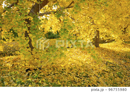 朝日を浴びるイチョウの黄葉 静かな風景 移り行く秋 祖父江町 朝日を浴びるイチョウの黄葉 静かな風景 移り行く秋 祖父江町 96755980