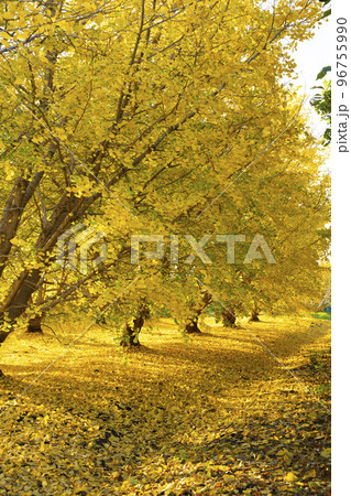 朝日を浴びるイチョウの黄葉　静かな風景　移り行く秋　祖父江町 96755990