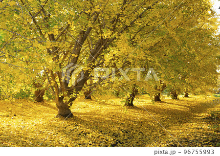 朝日を浴びるイチョウの黄葉　静かな風景　移り行く秋　祖父江町 96755993