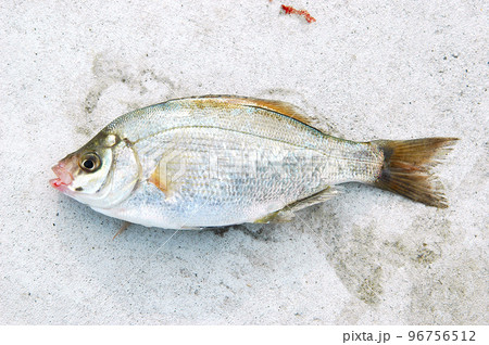 うみたなご 96756512