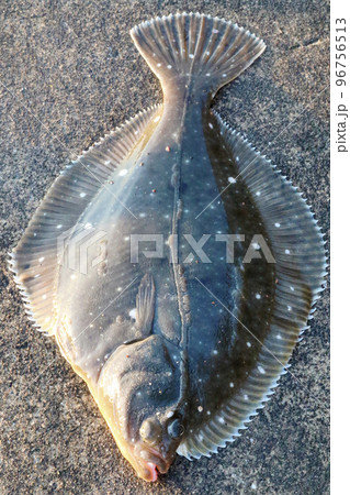 釣りたての石がれい 96756513