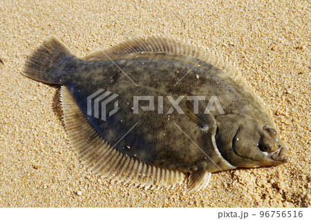 砂浜の鰈 96756516