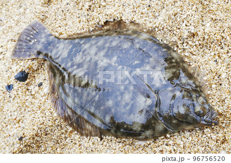 釣りたての鰈 釣りたての鰈 96756520