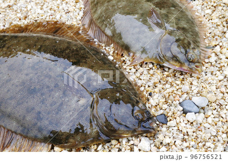 2匹のカレイ 2匹のカレイ 96756521