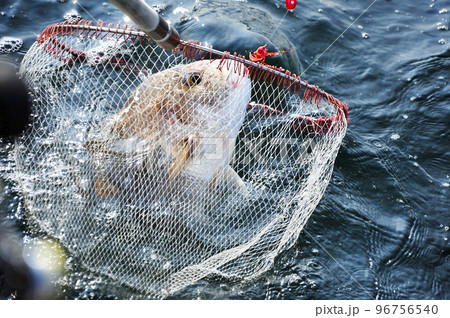 海面の鯛 海面の鯛 96756540
