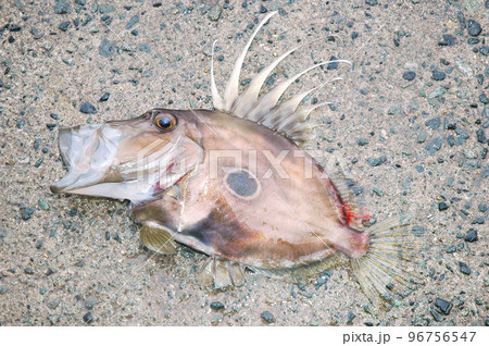 マトウダイ口開け 96756547