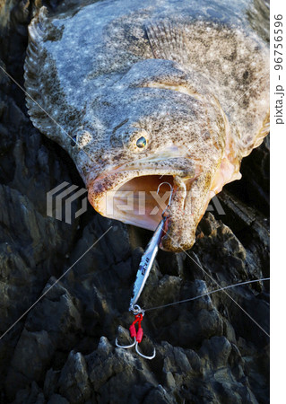 ヒラメ口開け ヒラメ口開け 96756596