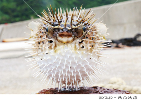 ハリセンボン正面 ハリセンボン正面 96756629