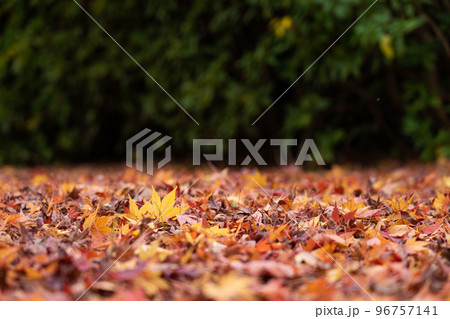 地面の落ちたモミジの葉と背景ボケのコピースペース 96757141