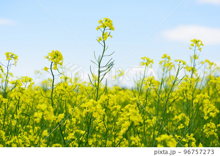北海道の菜の花 96757273