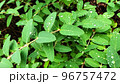 雨上がりの葉 96757472