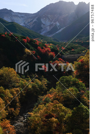 【北海道上富良野町】山の紅葉 96757488