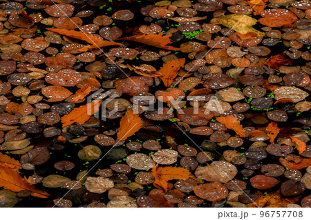 【北海道美瑛町】水面の落ち葉 96757708
