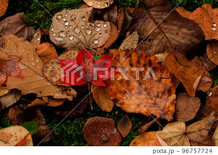 【北海道美瑛町】水面の落ち葉 【北海道美瑛町】水面の落ち葉 96757724