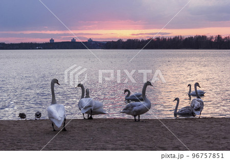 Swans at a beautiful sunset over the lake 96757851