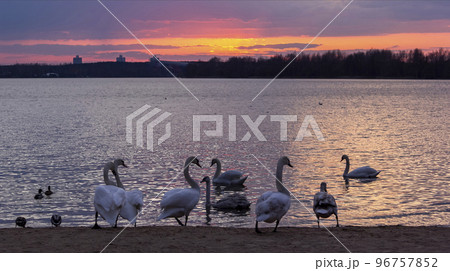 Swans swim on the lake against the backdrop of a beautiful sunset 96757852