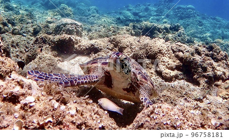 沖縄の珊瑚の海を泳ぐアオウミガメ 沖縄の珊瑚の海を泳ぐアオウミガメ 96758181