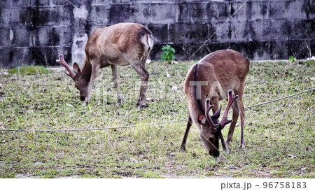 阿嘉島にいる餌を食べるケラマジカ 96758183