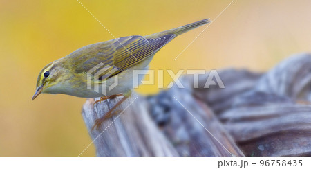 Willow Warbler, Mediterranean Forest, Spain 96758435