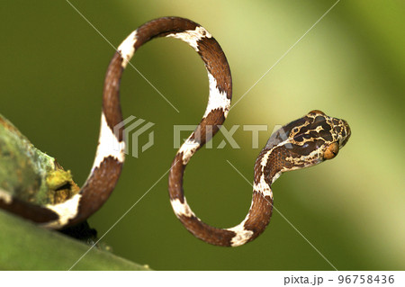 Blunthead Tree Snake, Napo River Basin, Amazonia, Ecuador 96758436