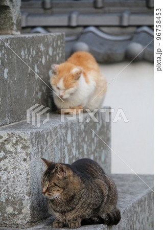 松山 石手寺の猫 松山 石手寺の猫 96758453