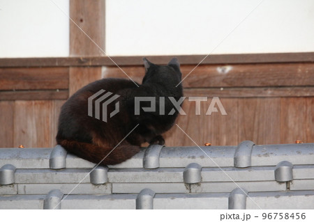 松山 石手寺の猫 松山 石手寺の猫 96758456