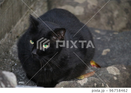 松山 石手寺の猫 松山 石手寺の猫 96758462