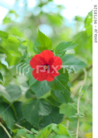 快晴下に咲く真っ赤なハイビスカス 96758526