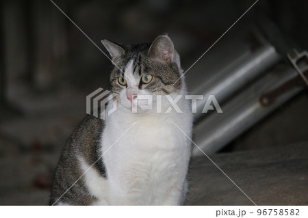 松山 石手寺の猫 松山 石手寺の猫 96758582