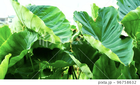 夏の青々とした里芋畑 96758632