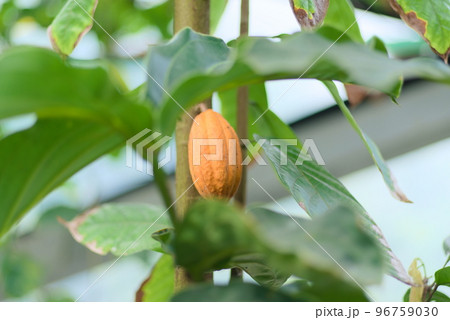 木に実った状態のカカオの実 96759030