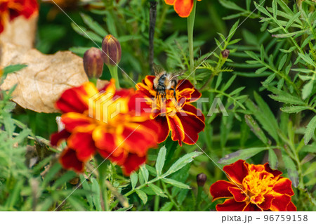 Bee pollinating Marigold, Tagetes flowers blooming Bee pollinating Marigold, Tagetes flowers blooming 96759158