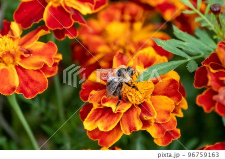 Bee pollinating Marigold, Tagetes flowers blooming Bee pollinating Marigold, Tagetes flowers blooming 96759163