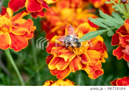 Bee pollinating Marigold, Tagetes flowers blooming Bee pollinating Marigold, Tagetes flowers blooming 96759164