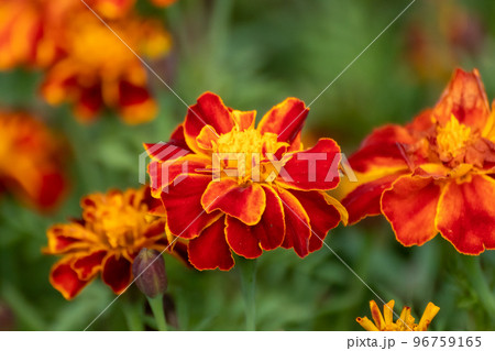 Marigold orange Tagetes flowers blossom close-up 96759165