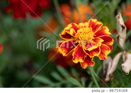 Marigold orange Tagetes flowers close-up with blur Marigold orange Tagetes flowers close-up with blur 96759166