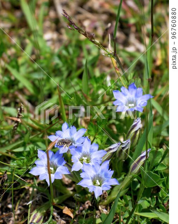 ハルリンドウ(春竜胆 Gentiana thunbergii) (熊本県阿蘇山) ハルリンドウ(春竜胆 Gentiana thunbergii) (熊本県阿蘇山) 96760880
