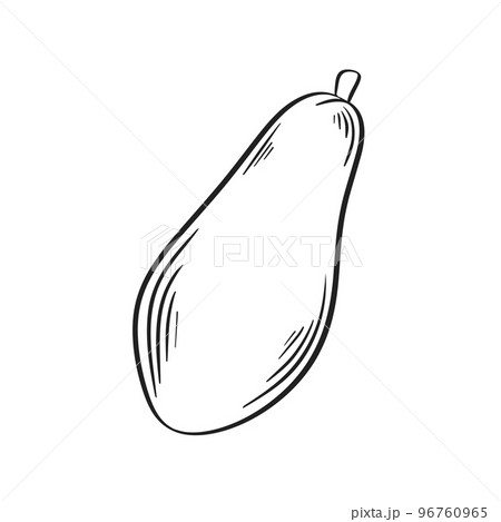 Papaya simple outline ink sketch 96760965