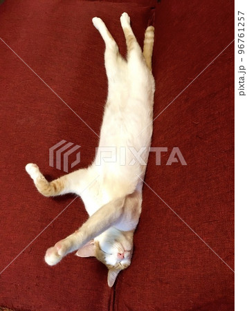 赤いソファで寝る猫 96761257