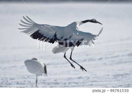 翼を広げて着陸するタンチョウ(北海道・鶴居) 翼を広げて着陸するタンチョウ(北海道・鶴居) 96761530